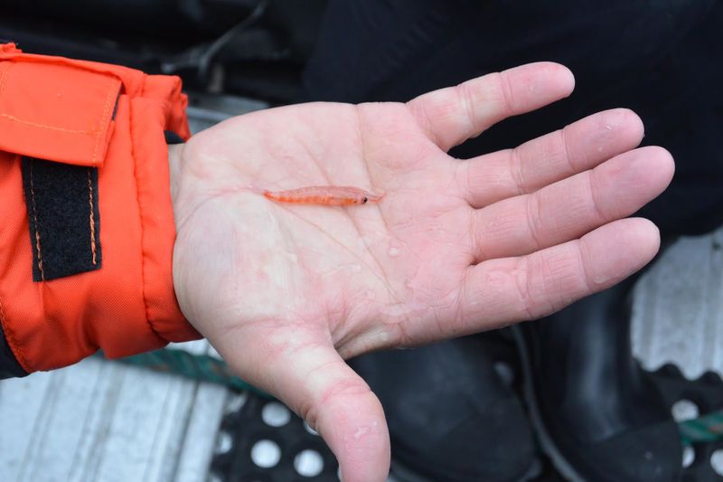 File:Krill.jpg