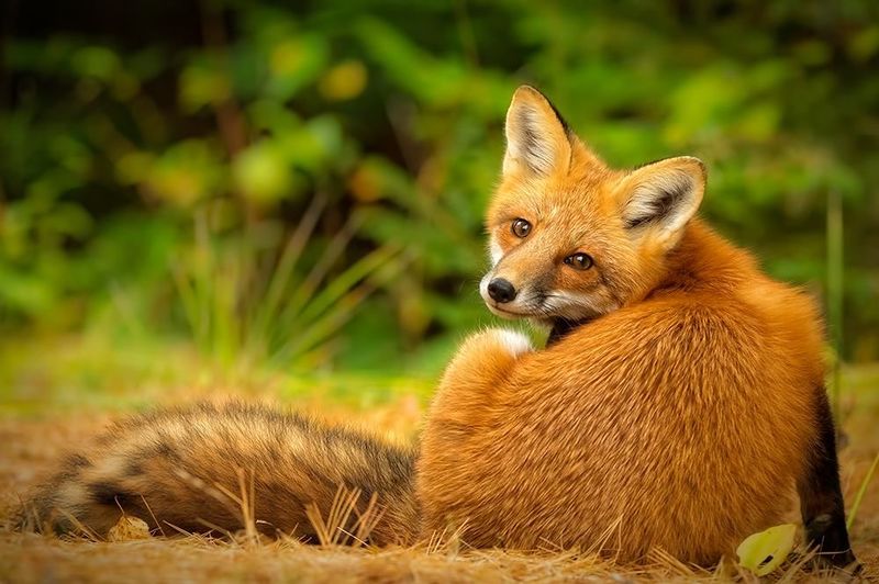 File:Fox.jpg