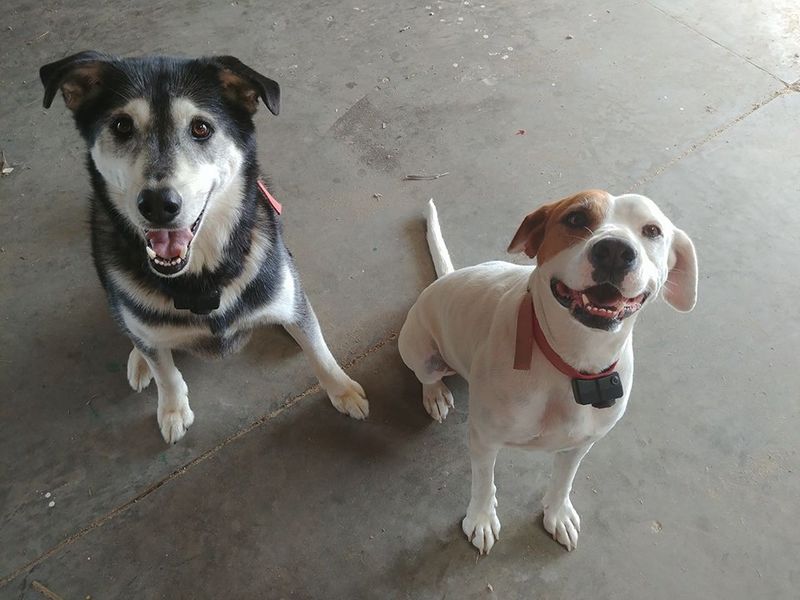 File:Puppies.jpg