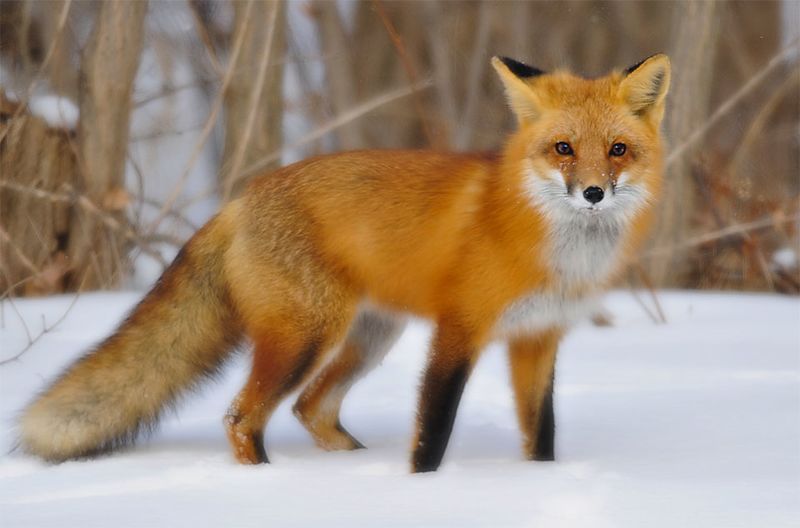 File:Fox2.jpg