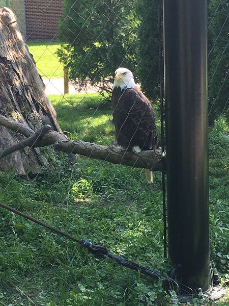 File:Eagle.jpeg